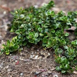 Lonicera Crassifolia -Fruit Garden Shop Lonicera crassifola 06