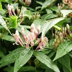 Lonicera Henryi -Fruit Garden Shop Lonicera henryi 01