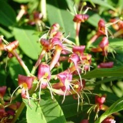Lonicera Henryi -Fruit Garden Shop Lonicera henryi 03