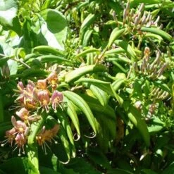 Lonicera Henryi -Fruit Garden Shop Lonicera henryi 05