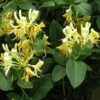Lonicera Periclymenum Graham Thomas -Fruit Garden Shop Lonicera pericly Graham Thomas 05