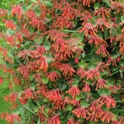 Lonicera Sempervirens 11 Lonicera Sempervirens -Fruit Garden Shop Lonicera sempervirens 02
