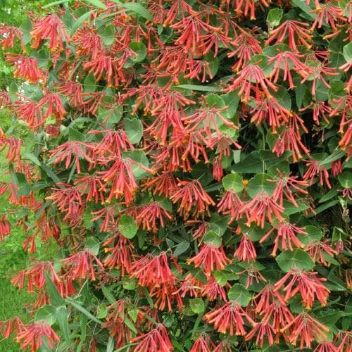 Lonicera Sempervirens 5 Lonicera Sempervirens - Image 3