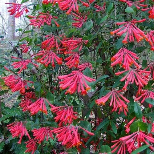 Lonicera Sempervirens 7 Lonicera Sempervirens - Image 5