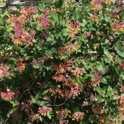 Lonicera X Heckrottii Gold Flame -Fruit Garden Shop Lonicera x heckrottii Gold Flame 01