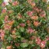 Lonicera X Heckrottii Gold Flame 1 Lonicera X Heckrottii Gold Flame -Fruit Garden Shop Lonicera x heckrottii Gold Flame 03