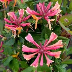 Lonicera X Heckrottii Gold Flame -Fruit Garden Shop Lonicera x heckrottii Gold Flame 04