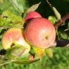 Apple Lord Derby 1 Apple Lord Derby -Fruit Garden Shop Lord Derby Leixlip A01