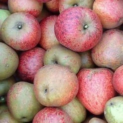 Apple Lord Hindlip -Fruit Garden Shop Lord Hindlip 04