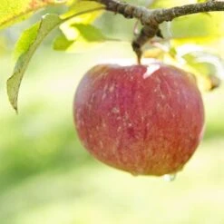 Apple Lord Lambourne -Fruit Garden Shop Lord Lambourne A01
