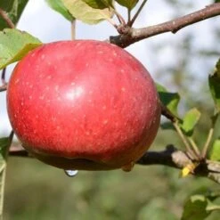 Apple Lord Lambourne -Fruit Garden Shop Lord Lambourne A02