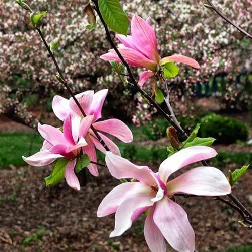 Magnolia Daybreak 3 Magnolia Daybreak