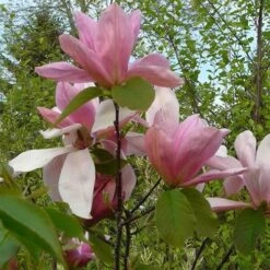 Magnolia Daybreak 11 Magnolia Daybreak -Fruit Garden Shop Magnolia Daybreak 04