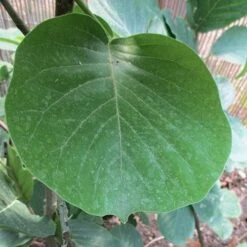 Magnolia Daybreak 12 Magnolia Daybreak -Fruit Garden Shop Magnolia Daybreak 05