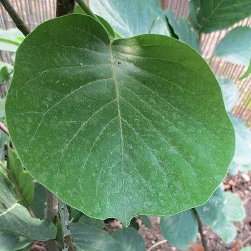 Magnolia Daybreak 7 Magnolia Daybreak - Image 5