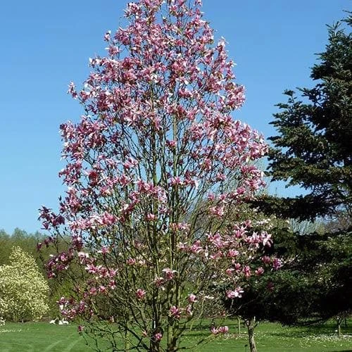 Magnolia Daybreak 8 Magnolia Daybreak - Image 6