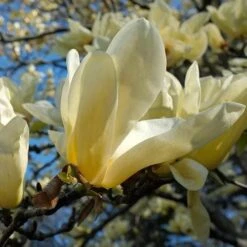 Magnolia X Brooklynensis Elizabeth -Fruit Garden Shop Magnolia Elizabeth 04