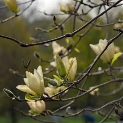 Magnolia X Brooklynensis Elizabeth -Fruit Garden Shop Magnolia Elizabeth 07