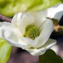 Magnolia X Brooklynensis Elizabeth -Fruit Garden Shop Magnolia Elizabeth 08