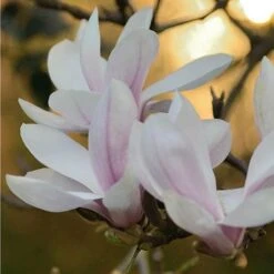 Magnolia George Henry Kern -Fruit Garden Shop Magnolia George Henry Kern 03