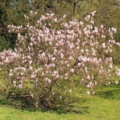 Magnolia George Henry Kern -Fruit Garden Shop Magnolia George Henry Kern 04