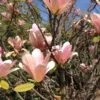 Magnolia Peachy -Fruit Garden Shop Magnolia Peachy 01