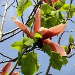 Magnolia Peachy -Fruit Garden Shop Magnolia Peachy 03