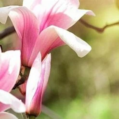 Magnolia Ricki -Fruit Garden Shop Magnolia Ricki 01