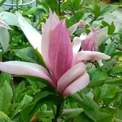 Magnolia Ricki -Fruit Garden Shop Magnolia Ricki 03