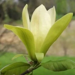 Magnolia Solar Flair -Fruit Garden Shop Magnolia Solar Flair 03