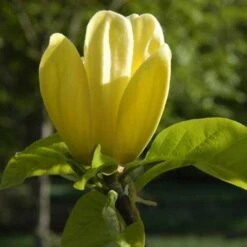 Magnolia X Brooklynensis Yellow Bird 14 Magnolia X Brooklynensis Yellow Bird -Fruit Garden Shop Magnolia brooklyensis Yellow Bird 04