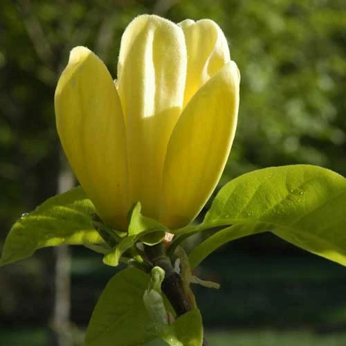 Magnolia X Brooklynensis Yellow Bird 7 Magnolia X Brooklynensis Yellow Bird - Image 5