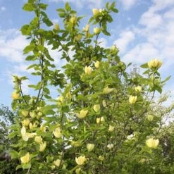 Magnolia X Brooklynensis Yellow Bird 11 Magnolia X Brooklynensis Yellow Bird -Fruit Garden Shop Magnolia brooklyensis Yellow Bird 05