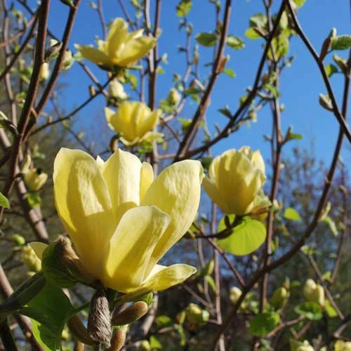 Magnolia X Brooklynensis Yellow Bird 3 Magnolia X Brooklynensis Yellow Bird
