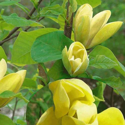 Magnolia X Brooklynensis Yellow Bird 10 Magnolia X Brooklynensis Yellow Bird - Image 8