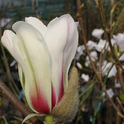 Magnolia Denudata Sunrise 5 Magnolia Denudata Sunrise - Image 3