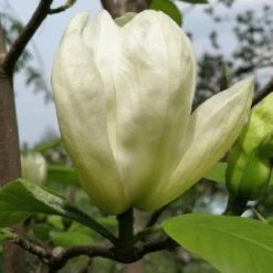 Magnolia Denudata Yellow River 9 Magnolia Denudata Yellow River -Fruit Garden Shop Magnolia denudata Yellow River 04