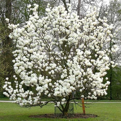 Magnolia X Soulangeana Lennei Alba 4 Magnolia X Soulangeana Lennei Alba - Image 2