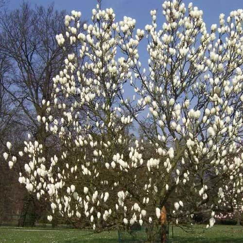 Magnolia X Soulangeana Lennei Alba 6 Magnolia X Soulangeana Lennei Alba - Image 4