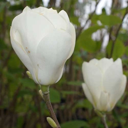 Magnolia X Soulangeana Lennei Alba 3 Magnolia X Soulangeana Lennei Alba