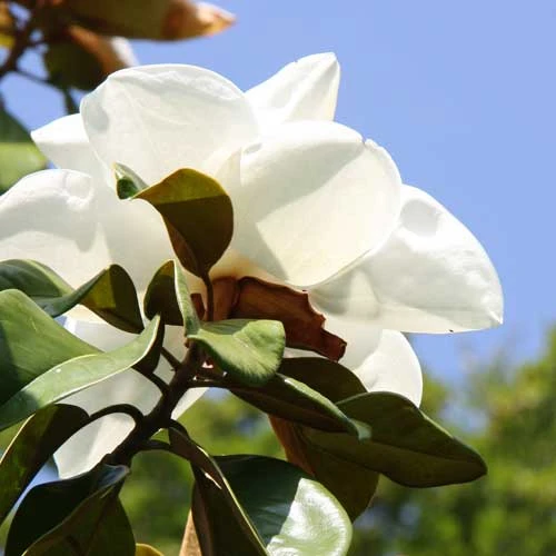 Magnolia X Soulangeana Lennei Alba 10 Magnolia X Soulangeana Lennei Alba - Image 8