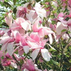 Magnolia Liliiflora X Campbellii Star Wars -Fruit Garden Shop MagnoliaStarwars