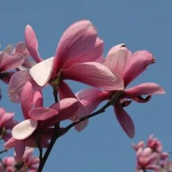 Magnolia Galaxy -Fruit Garden Shop Magnolia Galaxy 01