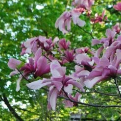 Magnolia Galaxy -Fruit Garden Shop Magnolia Galaxy 03