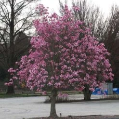 Magnolia Galaxy -Fruit Garden Shop Magnolia Galaxy 04