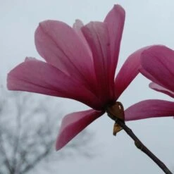 Magnolia Galaxy -Fruit Garden Shop Magnolia Galaxy 06