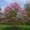 Magnolia Liliiflora X Campbellii Star Wars -Fruit Garden Shop Magnolia Star wars