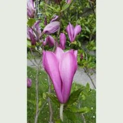 Magnolia Susan -Fruit Garden Shop Magnolia Susan 1