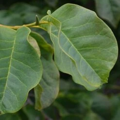 Magnolia Campbellii -Fruit Garden Shop Magnolia cambellii 02