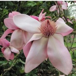 Magnolia Campbellii -Fruit Garden Shop Magnolia cambellii 06